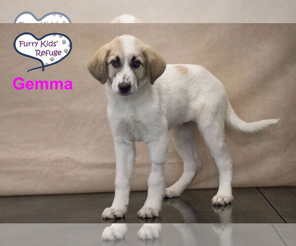 Medium Photo #3 Anatolian Pyrenees Puppy For Sale in Lee's Summit, MO, USA