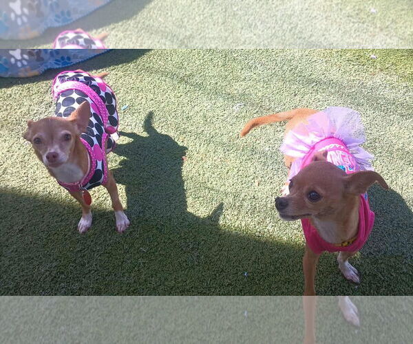 Medium Photo #3 Chihuahua-Unknown Mix Puppy For Sale in Tempe , AZ, USA