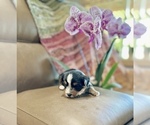 Small #4 Morkie