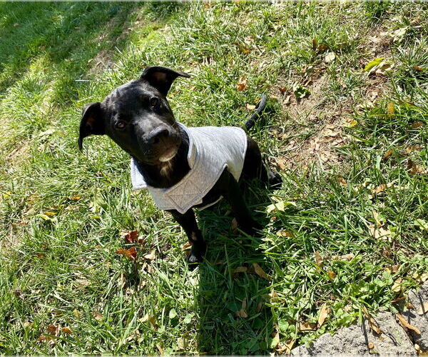 Medium Photo #11 Labrador Retriever-Unknown Mix Puppy For Sale in Derwood, MD, USA