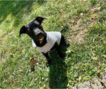 Small #10 Labrador Retriever Mix