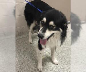 Pyrenees Husky Dogs for adoption in Conroe, TX, USA