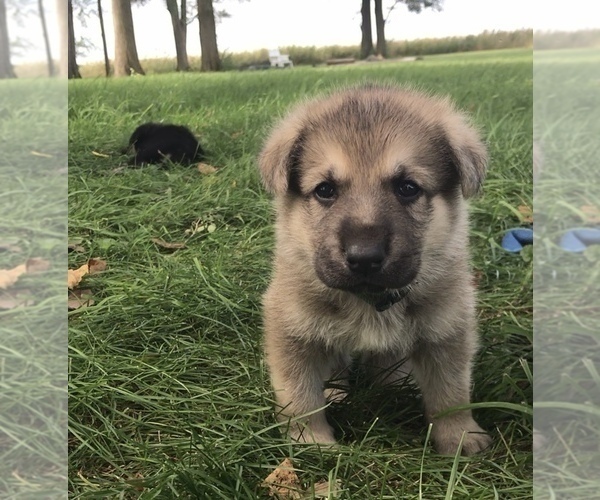 Medium Photo #27 German Shepherd Dog Puppy For Sale in APLINGTON, IA, USA