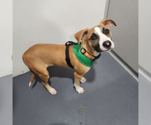 Medium Photo #3 Boxer-Unknown Mix Puppy For Sale in Walnutport, PA, USA