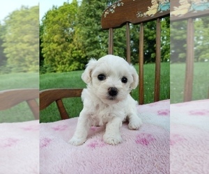 Bichon Frise-Havachon Mix Puppy for sale in COTTAGE GROVE, TN, USA