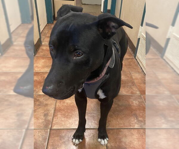 Medium Photo #3 Labrador Retriever-Unknown Mix Puppy For Sale in Amarillo, TX, USA