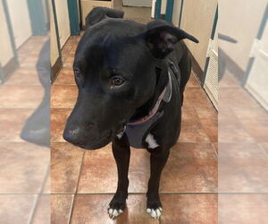 Mr. Heart - Male Labrador Retriever-Unknown Mix Dog for Adoption - Photo #3