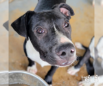 Small #1 Labrador Retriever Mix