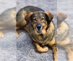 Small #6 German Shepherd Dog Mix