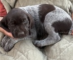 Small Photo #9 German Shorthaired Pointer-German Wirehaired Pointer Mix Puppy For Sale in DEFUNIAK SPRINGS, FL, USA
