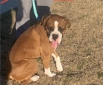 Small Photo #3 Boxer Puppy For Sale in BAYTOWN, TX, USA