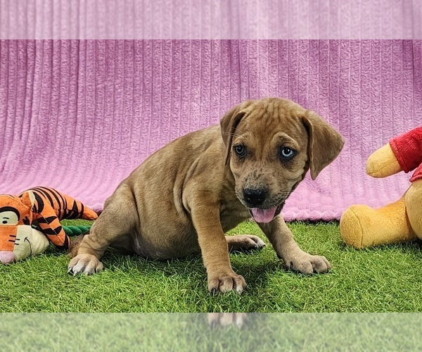 Medium Photo #4 Catahoula Leopard Dog Puppy For Sale in CUMBY, TX, USA