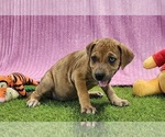Small #3 Catahoula Leopard Dog