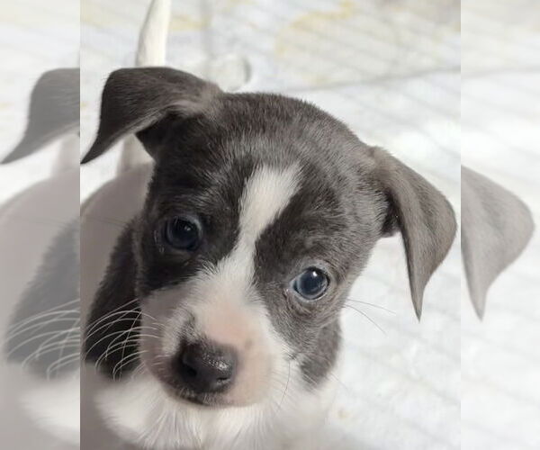 Medium Photo #1 Fox Terrier (Toy) Puppy For Sale in Bolivar, MO, USA