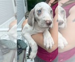 Small Photo #145 Great Dane Puppy For Sale in SPRAGGS, PA, USA