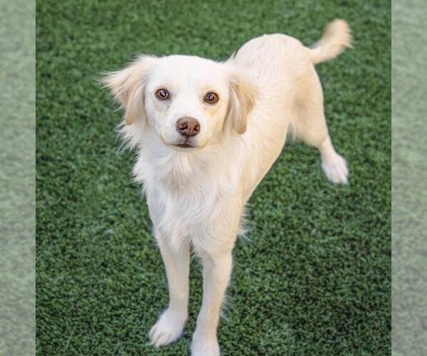 Medium Photo #3 Colonial Cocker Spaniel-Poodle (Miniature) Mix Puppy For Sale in San Diego, CA, USA