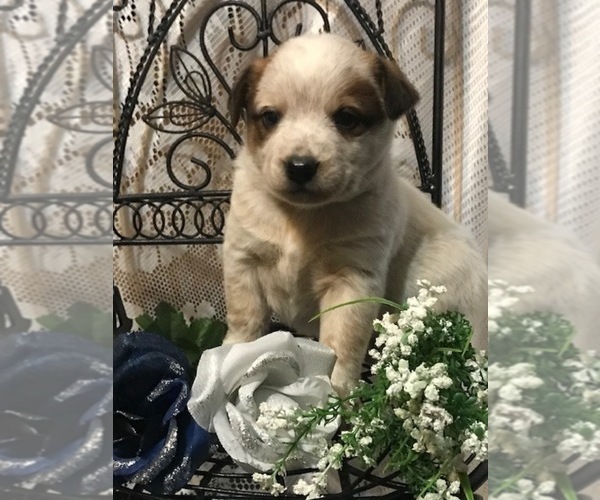 Medium Photo #8 Australian Shepherd Puppy For Sale in FORDLAND, MO, USA