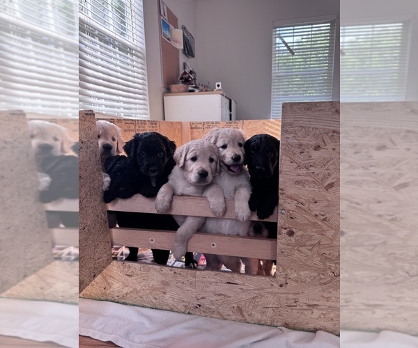 Medium Photo #2 Goldendoodle Puppy For Sale in MATTHEWS, NC, USA