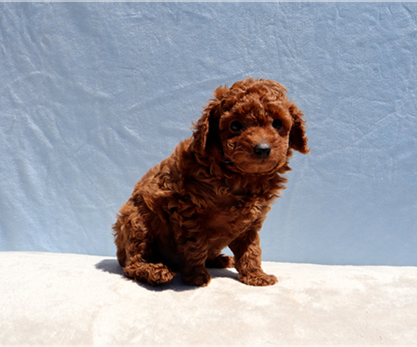 Medium Photo #8 Poodle (Toy) Puppy For Sale in LOS ANGELES, CA, USA