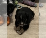 Small #8 Miniature Australian Shepherd