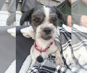 Shih Tzu-Unknown Mix Dogs for adoption in Rochester, NY, USA
