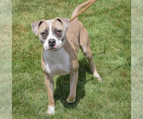 Medium Photo #3 Bostin American Bulldog Puppy For Sale in Huntley, IL, USA
