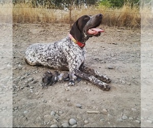 Father of the German Shorthaired Pointer puppies born on 09/08/2022