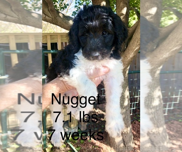 Medium Photo #8 Pyredoodle Puppy For Sale in GEORGETOWN, TX, USA