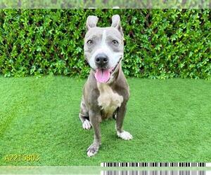 American Pit Bull Terrier Dogs for adoption in West Palm Beach, FL, USA