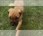Puppy Puppy 3 Cane Corso