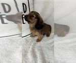 Small Dachshund