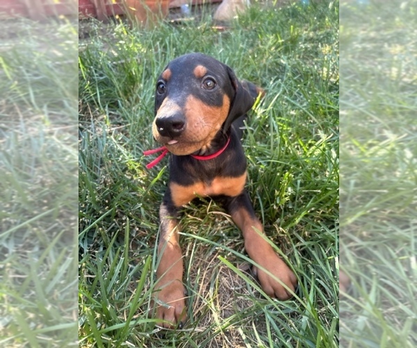Medium Photo #5 Doberman Pinscher Puppy For Sale in PATTERSON, CA, USA