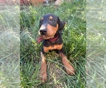 Small #4 Doberman Pinscher