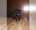 Small Photo #29 YorkiePoo Puppy For Sale in LAPEER, MI, USA