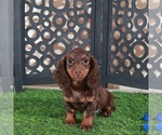 Small #1 Dachshund
