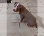 Small Photo #1 American Bully Puppy For Sale in TRENTON, NJ, USA