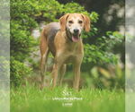 Small #5 Beagle Mix