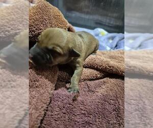 Dachshund-Unknown Mix Dogs for adoption in San Antonio, TX, USA