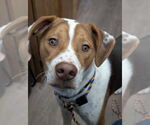 Small #15 Beagle Mix