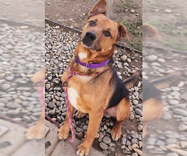 Medium Photo #1 Shepweiller Puppy For Sale in Sacramento, CA, USA