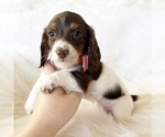 Small #6 Dachshund