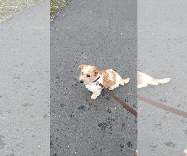 Medium Photo #1 Mutt Puppy For Sale in Woodland, CA, USA