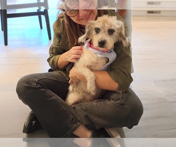 Medium Photo #1 Aussiedoodle Miniature  Puppy For Sale in Holly Springs, NC, USA