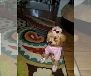 Cavapoo Puppy for sale in DOUGLASVILLE, GA, USA