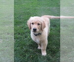 Small #10 Golden Retriever