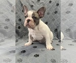 Small Photo #9 French Bulldog Puppy For Sale in FOUNTAIN CITY, IN, USA