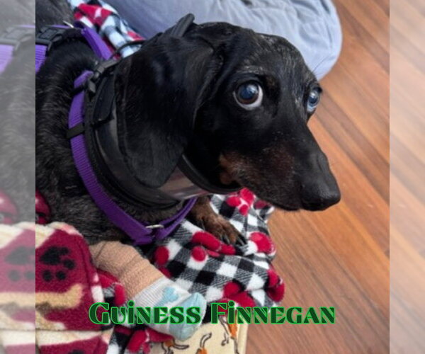 Medium Photo #16 Dachshund Puppy For Sale in San Antonio, TX, USA