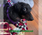 Small #15 Dachshund