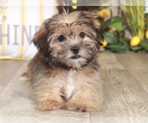 Shorkie Tzu Puppy for sale in MOUNT VERNON, OH, USA