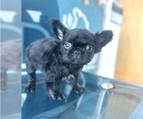 Medium Photo #7 French Bulldog Puppy For Sale in TALLAHASSEE, FL, USA